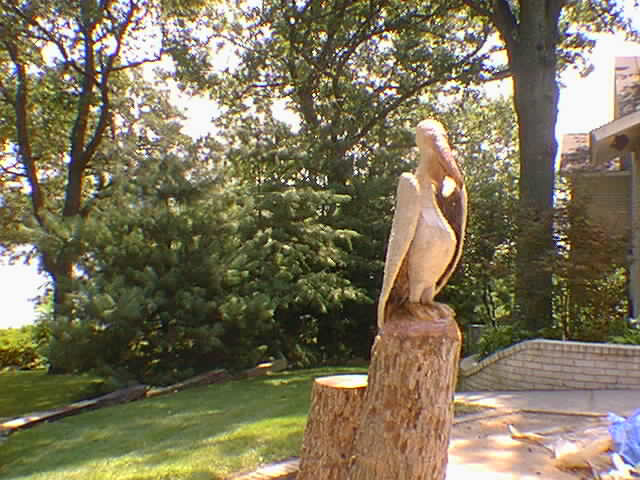 elmone pelican