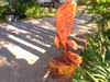 cedareagle2