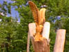 chesser big eagle